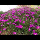 Die Ausführung der dickfleischigen Pflanze in Magenta